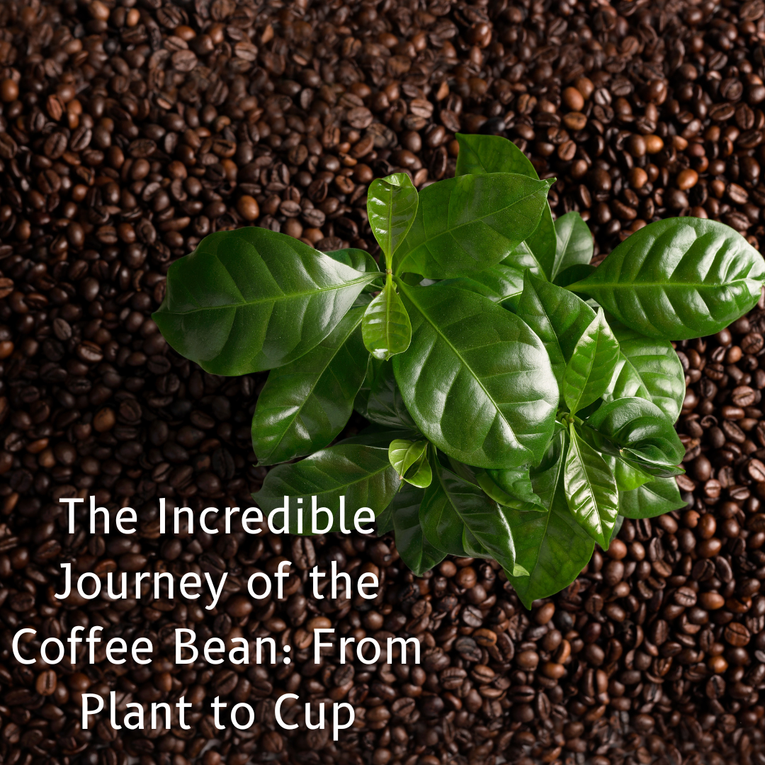The Incredible Journey of the Coffee Bean: From Plant to Cup