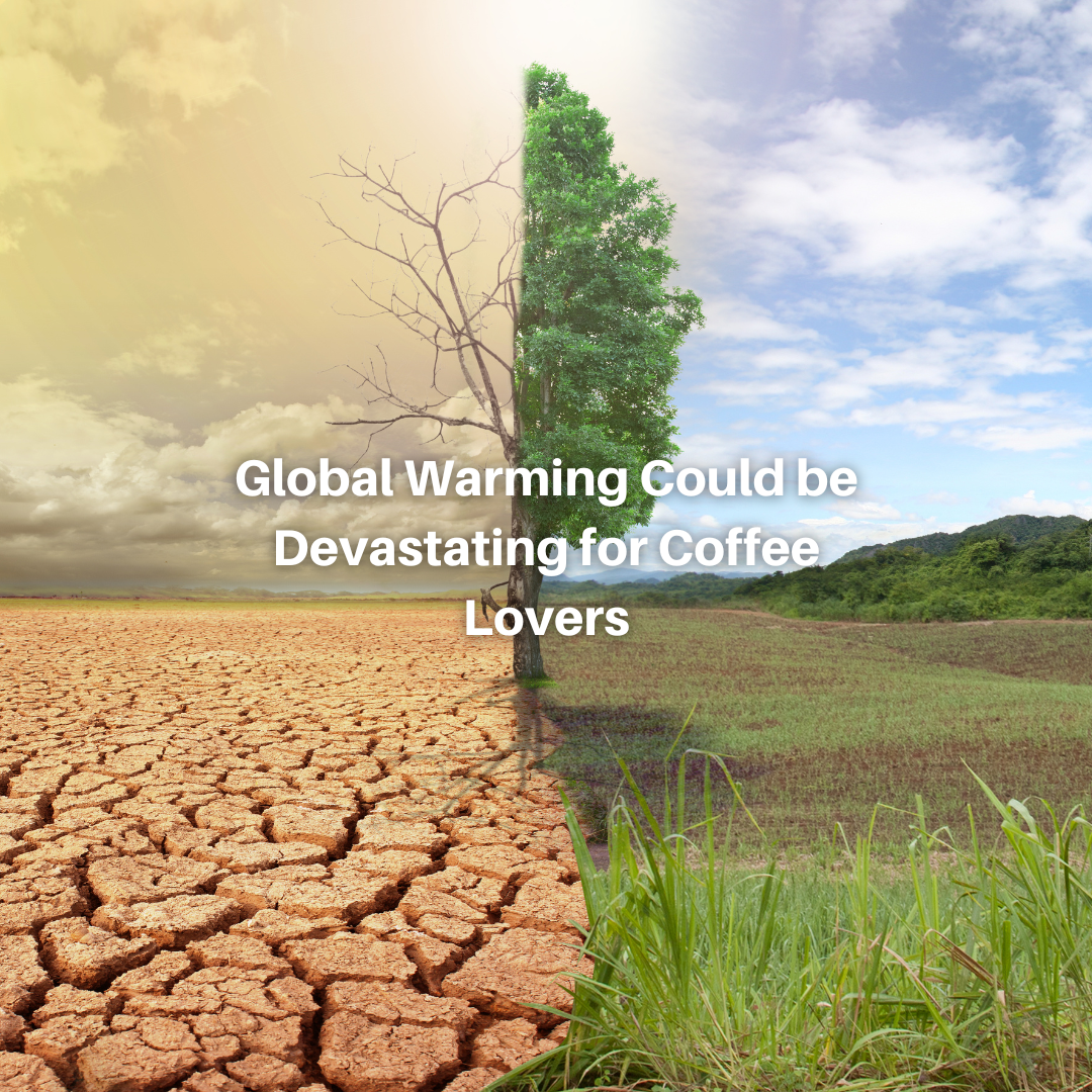 Global Warming Could be Devastating for Coffee Lovers