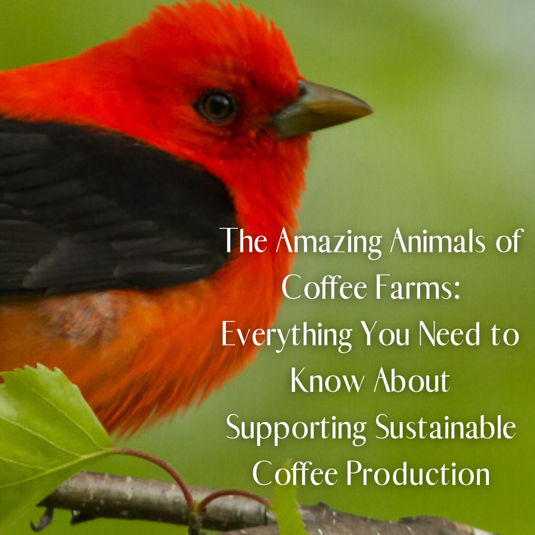 The Amazing Animals of Coffee Farms: Everything You Need to Know About Supporting Sustainable Coffee Production