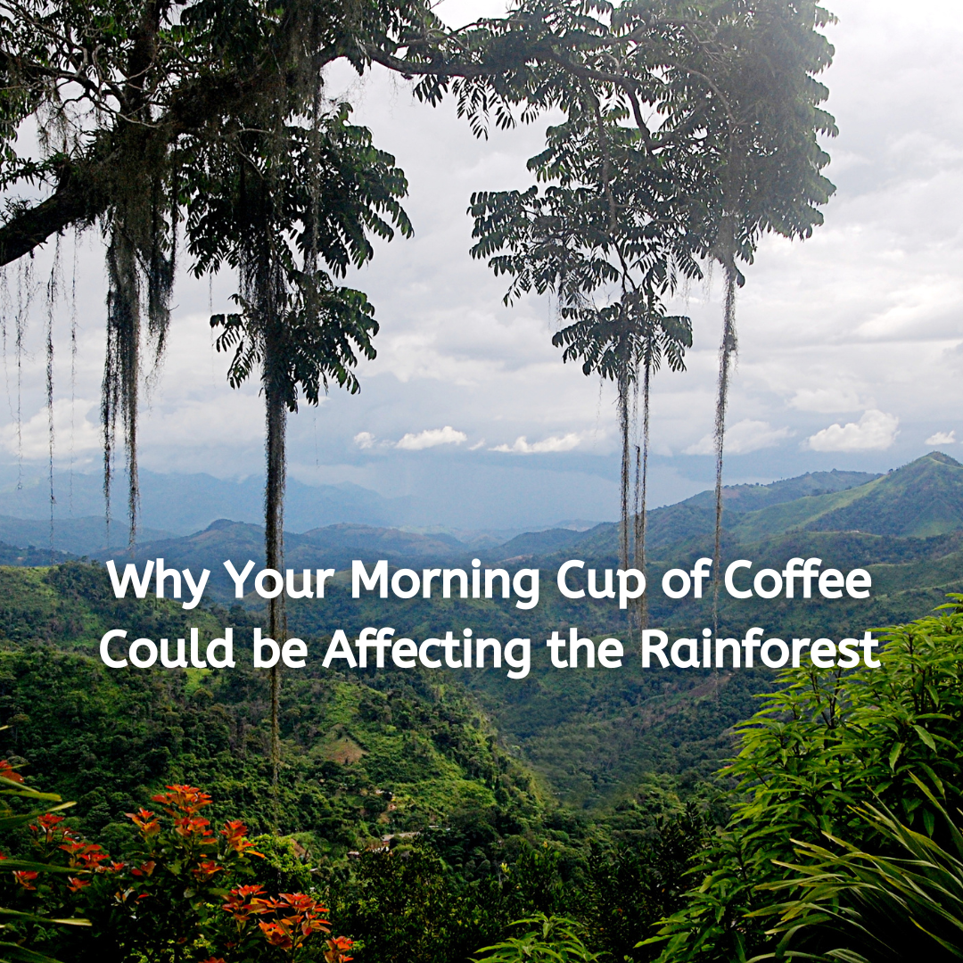 Why Your Morning Cup of Coffee Could be Affecting the Rainforest